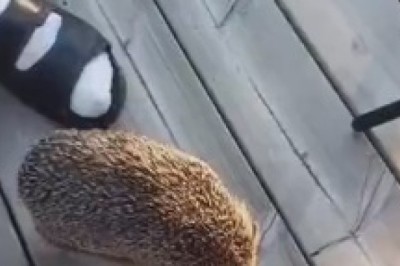 Hilarious Hedgehog Hijinks: When a Bite Turns into the Funniest Encounter!