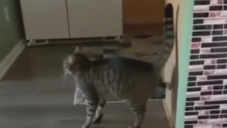 Hilarious Hissy Fit: Watch in Awe as a Feisty Feline Confronts a Door with Its Paws of Fury!