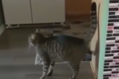 Hilarious Hissy Fit: Watch in Awe as a Feisty Feline Confronts a Door with Its Paws of Fury!