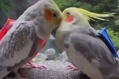 Hilariously Awkward Love Story Unfolds: Witness the Unusual Intimate Relationship Between a Parrot and Its Hilariously Unrequited Love Interest - A Banana!