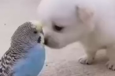 Hilariously Unlikely Duo: Witness the Unique Friendship Between a Parrot and a Dog in This Rib-Tickling Video!