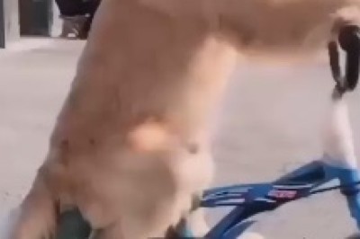 Hilarity Unleashed: Witness the Ultimate Display of Canine Talent as a Dog Masters the Art of Riding a Bike!