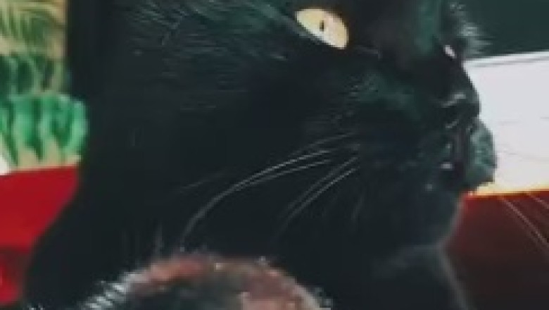 Hungry Cat Chronicles: The Hilarious Misadventures of a Food-Obsessed Feline!