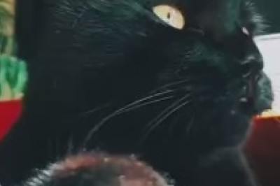 Hungry Cat Chronicles: The Hilarious Misadventures of a Food-Obsessed Feline!