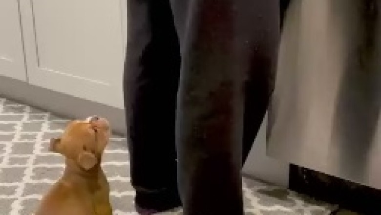 Hungry Small Dog: A Hilarious Adventure in Canine Cuisine!