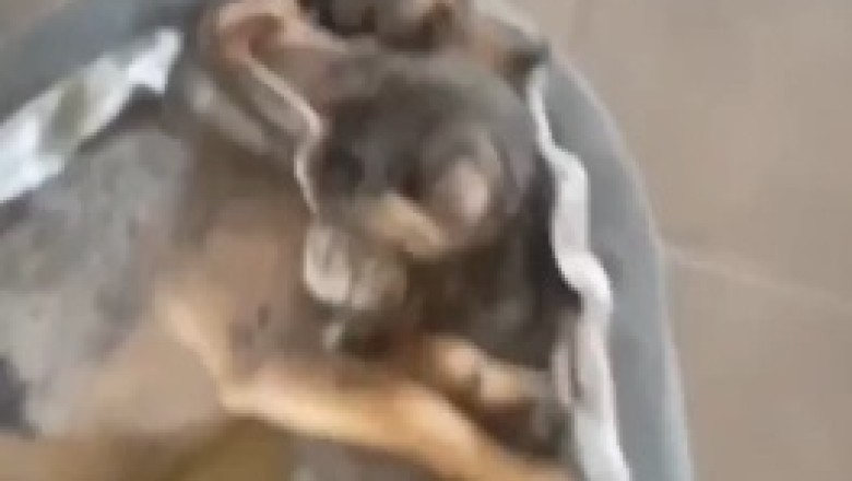 Love at First Bark: The Adorable Tale of a Dog and Cat's Unlikely Romance