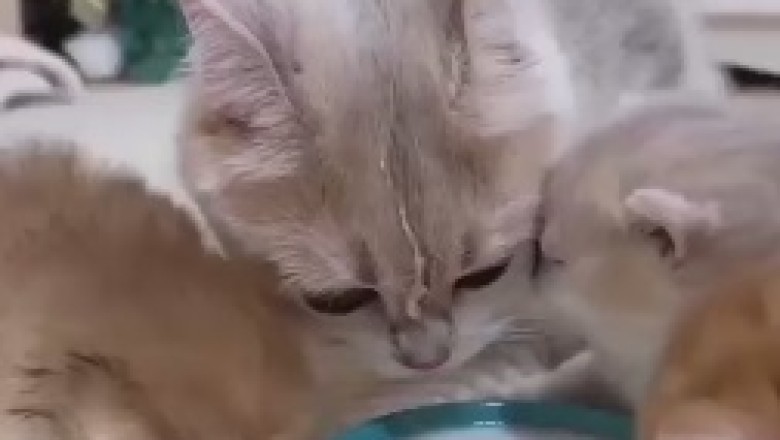 Milk Madness: An Absolute Aww-Fest as a Clever Cat and Her Adorable Kittens Embark on a Milk Drinking Extravaganza!