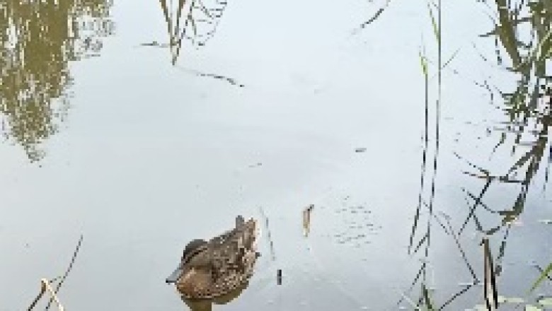 Quack-tastic Aquatics: A Hilarious Adventure of a Duck's Playful Swim!