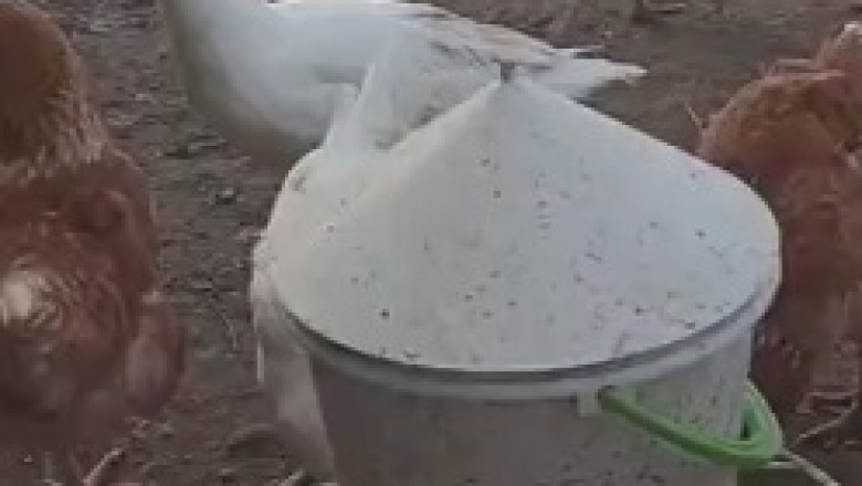 Quackers and Cluckers: A Feathered Fiasco of Hilarity and Hijinks between a Duck and a Chicken!