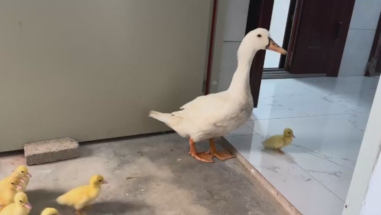 Quackers and Whiskers: A Purr-fectly Hilarious Encounter Between a Duck, Her Chicks, and a Mischievous Cat!