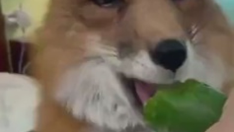 Quirky Cucumber Chronicles: A Fox's Food Fiasco - Hilariously Unveiling the Fox's Cucumber Obsession!