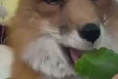Quirky Cucumber Chronicles: A Fox's Food Fiasco - Hilariously Unveiling the Fox's Cucumber Obsession!