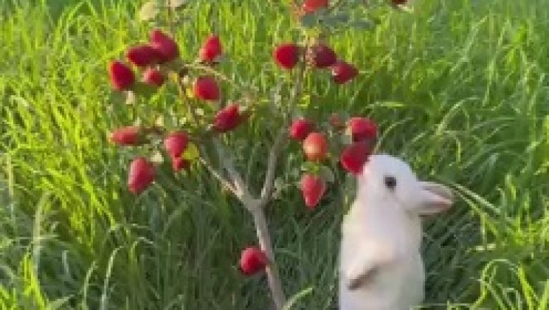 Strawberry Shenanigans: Hilariously Adorable Small Rabbits Devouring Delightful Berries in a Field!