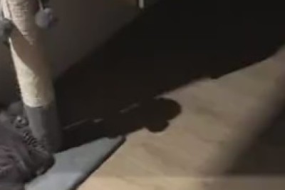 The Adorable Adventure of the Supersized Sleepy Kitty: When a Cat Takes