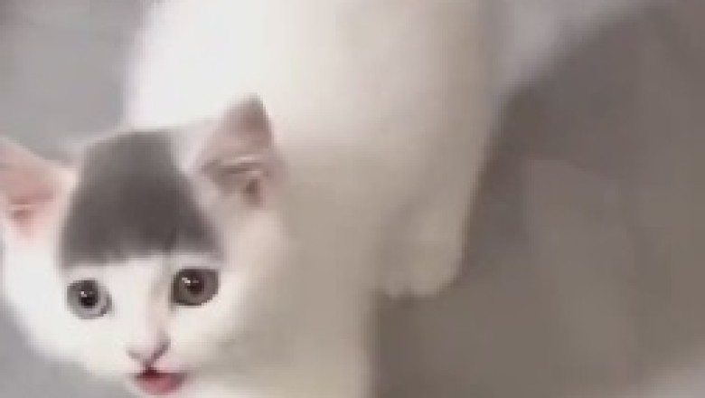 The Adventures of a Beautiful Little Cat: A Whisker-Twitching Tale of Cuteness and Mischief!