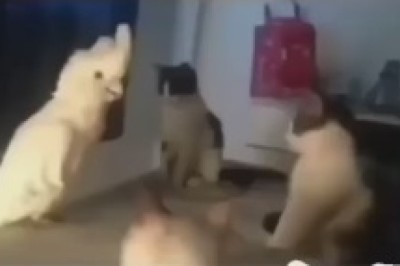 The Animal Conference: Watch in Amazement as a Witty Parrot Holds Hilarious Conversations with a Dog and Cat Duo!