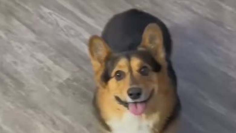 The Canine Tornado: A Spiraling Comedy Featuring the Hilarious Spinning Dog Sensation!