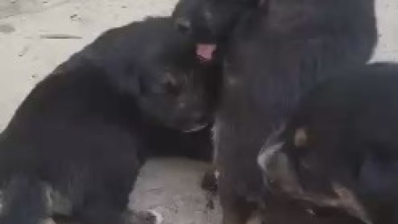 The Delightful Shenanigans of Tiny Canine Comedians: Hilarious Video of Little Dogs Engaging in Playful Tomfoolery!