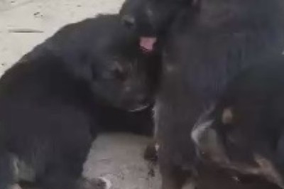 The Delightful Shenanigans of Tiny Canine Comedians: Hilarious Video of Little Dogs Engaging in Playful Tomfoolery!