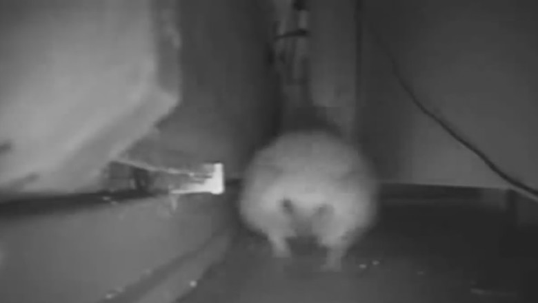 The Hilarious Hedgehog Escape Chronicles: An Adorable Prison Break!