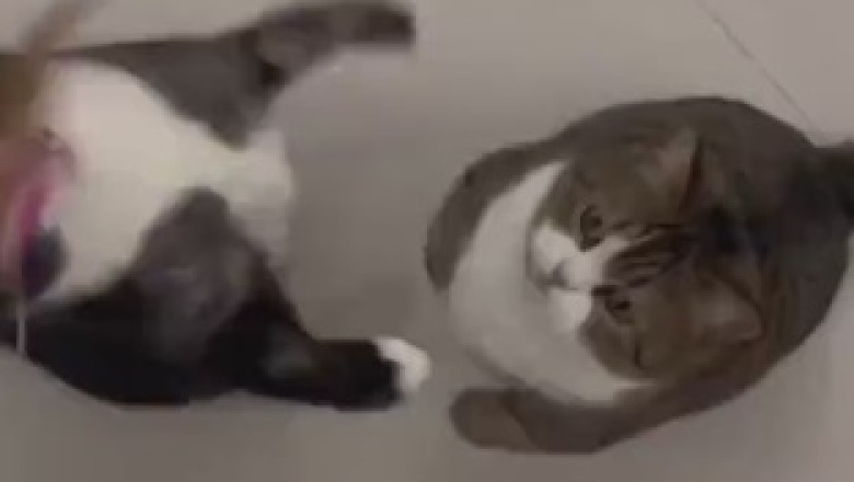 The Hilarious Misadventures of Whiskers: An Epic Journey in Cat Agility Training Gone Wild!