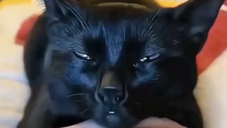 The Hilarious Tale of Twitchy Whiskers: An Epic Reaction to a Door Opening!