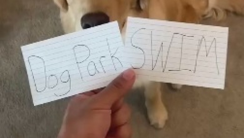 The Incredible Canine Scholar: Hilarious Video of a Dog Understanding Writing on Paper!