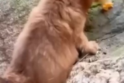 The Mighty Defender: A Small Dog's Hilarious Quest to Protect His Quacky Sidekick from Imaginary Perils!