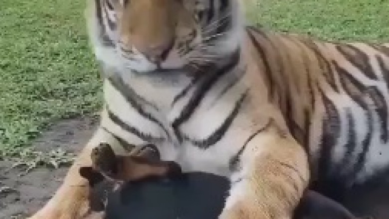 The Tiny Trailblazer: Side-Splitting Shenanigans as a Small Dog Boldly Accompanies a Tiger, Unleashing a Roaringly Hilarious Adventure!