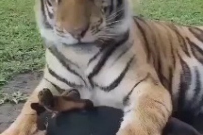 The Tiny Trailblazer: Side-Splitting Shenanigans as a Small Dog Boldly Accompanies a Tiger, Unleashing a Roaringly Hilarious Adventure!