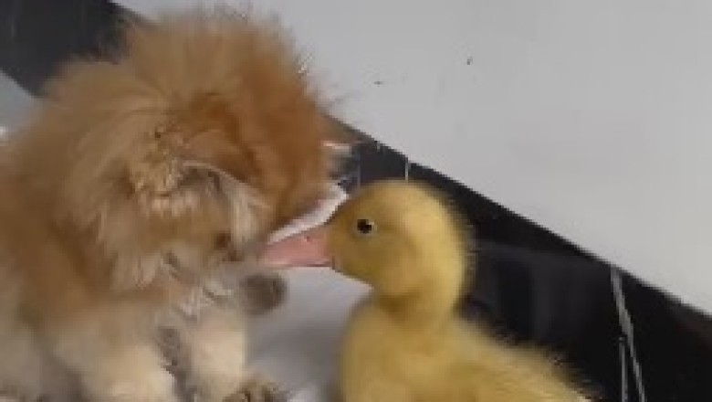 The Unlikely Adventures of a Tiny Cat and a Tiny Duck: A Hilarious Tale of Unconventional Friendship and Outrageous Antics!