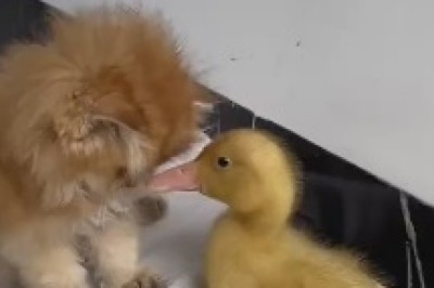 The Unlikely Adventures of a Tiny Cat and a Tiny Duck: A Hilarious Tale of Unconventional Friendship and Outrageous Antics!
