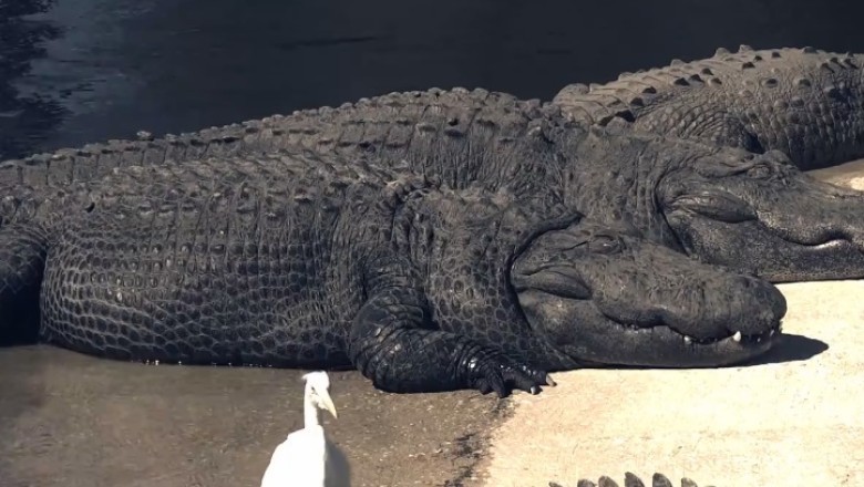 The Unlikely Saga Unfolds: Hilarious Video of Crocodiles Taking a Beach Day while Unaware Pelicans Carry on Without a Clue!
