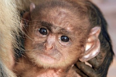 Unbelievable Discovery in Zoo: Half-Human, Half-Ape Baby Found, Revealing Shocking DNA Results!