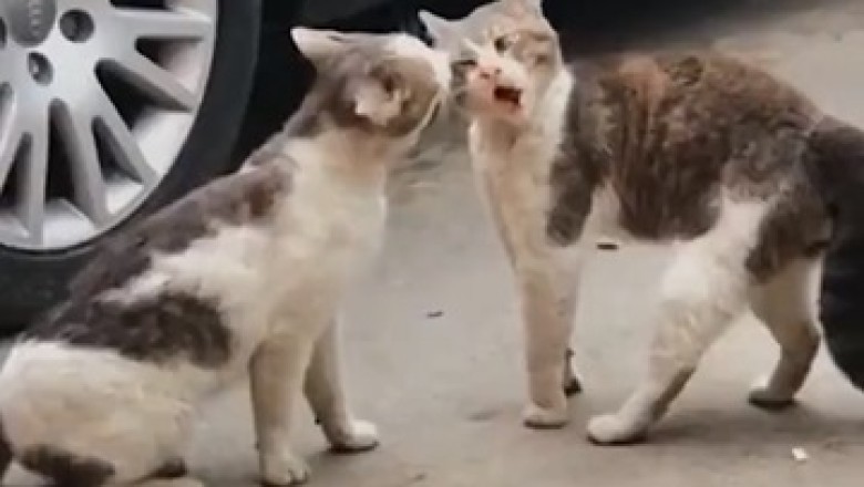 Claws, Paws, and Hilarity: The Ultimate Cat Fight Showdown!