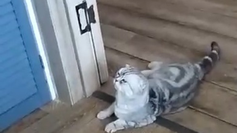 Feline Maestro: A Hilarious Symphony of Musical Cats!