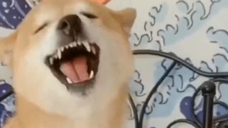 From Woofs to Laughs: Witness the Hilarious Case of the Giggling Dog!
