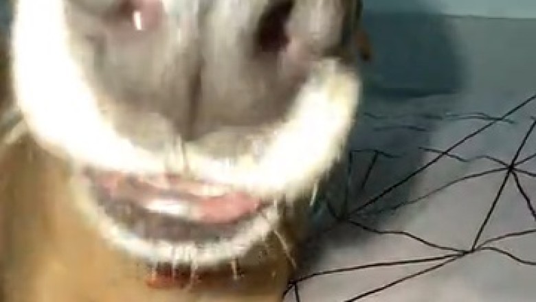 Hilarious Hijinks: The Adventures of a Ridiculously Cute Dog