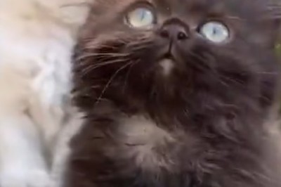 Kitten Chronicles: The Hilarious Adventures of Beautifully Different Kittens