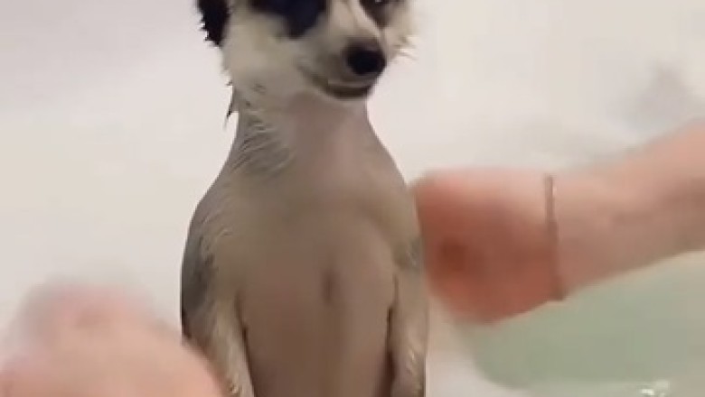Meerkat Meltdown: Hilarious Hijinks in the Shower!