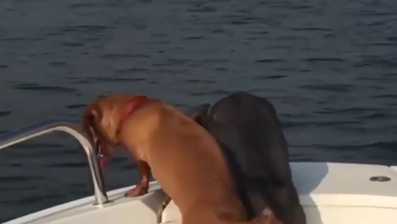 Paws at Sea: A Hilarious Adventure of Two Dogs in a Boat!