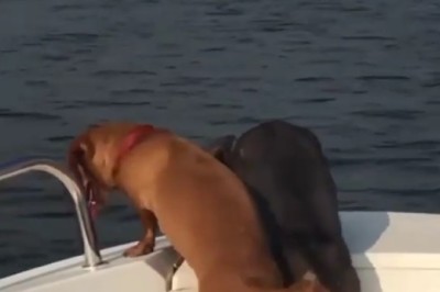 Paws at Sea: A Hilarious Adventure of Two Dogs in a Boat!