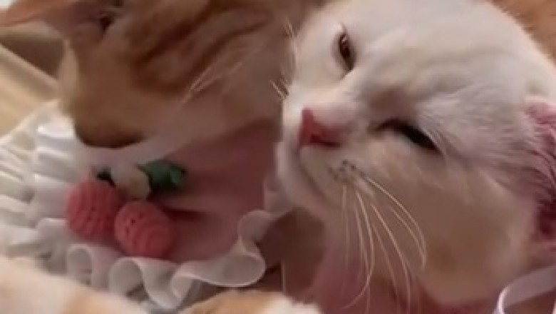 Pawsitively Hilarious: A Cat and Her Zany Companion