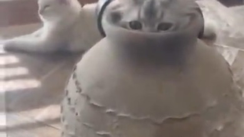 Pot-Tastrophe: When a Curious Cat Gets Trapped!