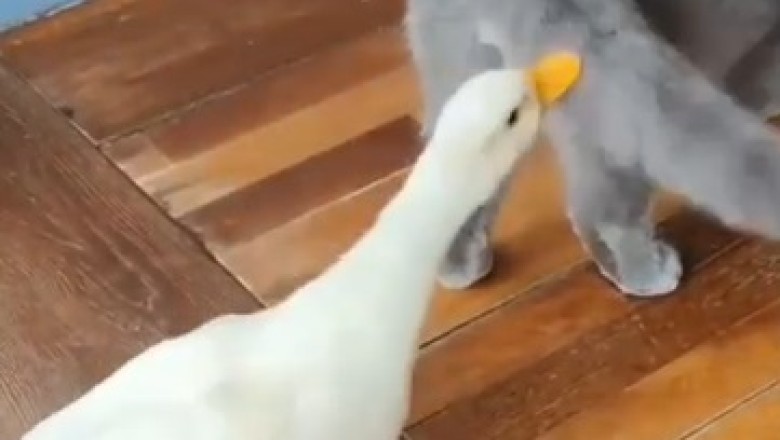 Quack Attack: When Ducks Go Berserk on Cats!