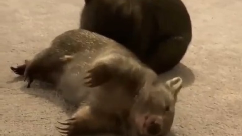 Rollin' Wombats: Hilarious Buddies Enjoy Some Tumbling Fun!