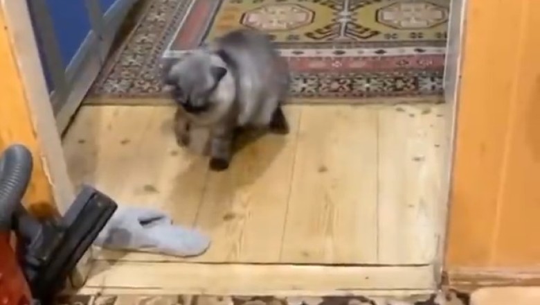 Shoeball Champion: Cat's Epic Shoe-Hitting Adventure!