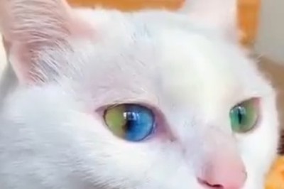 The Majestic Mischief: A Hilariously Beautiful Cat Unleashed!