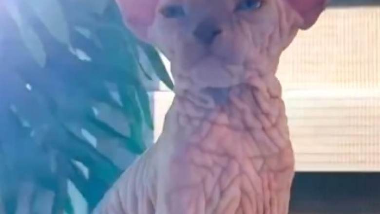 The Naked Truth: Hilarious Antics of a Sphynx Cat!