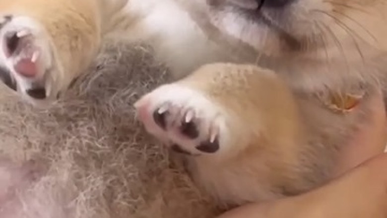 Tiny Paws, Big Laughs: The Endearing Adventures of a Cute Small Dog!